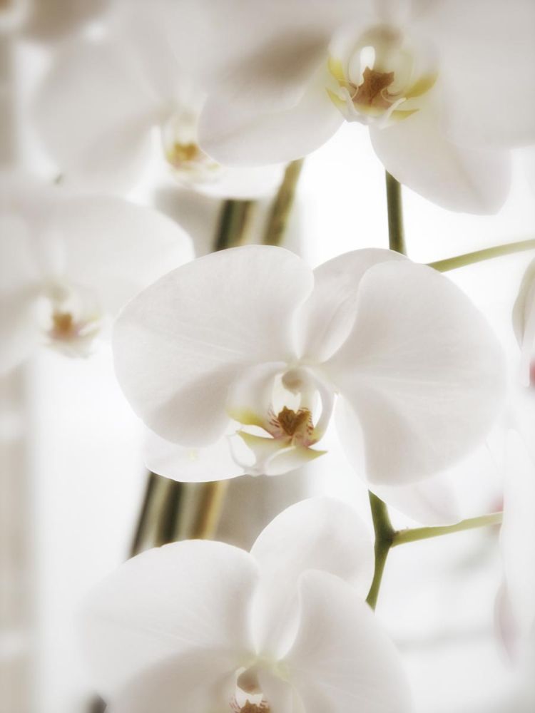 White Orchids