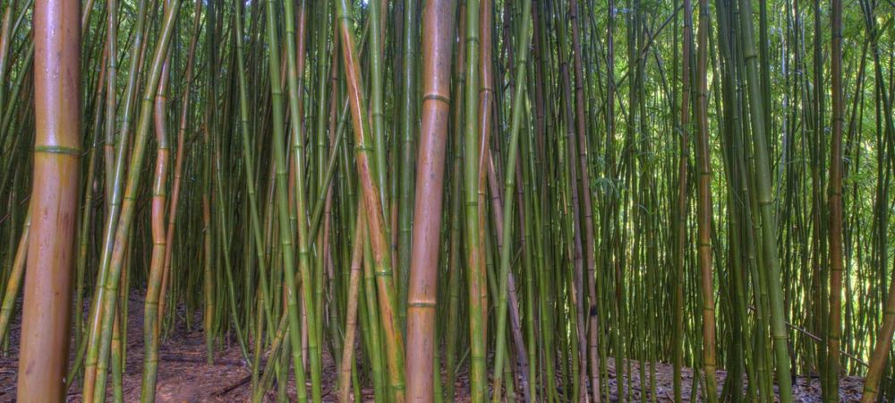 Bamboo