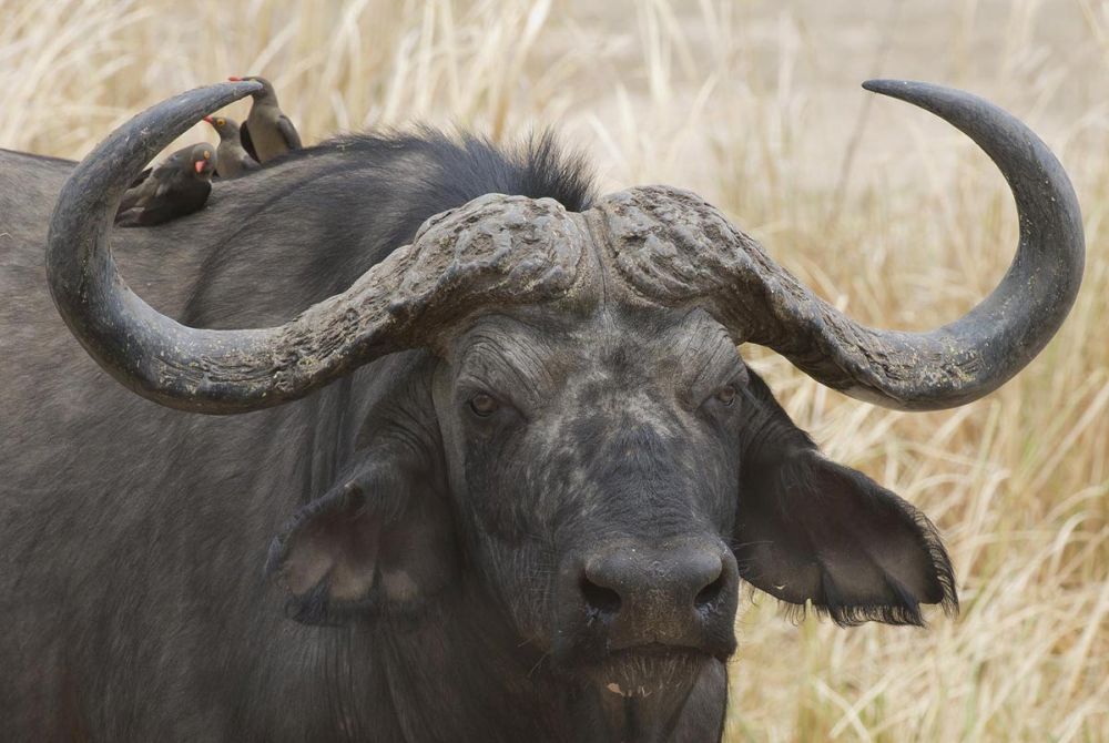 Cape Buffalo and Red Billed Ox