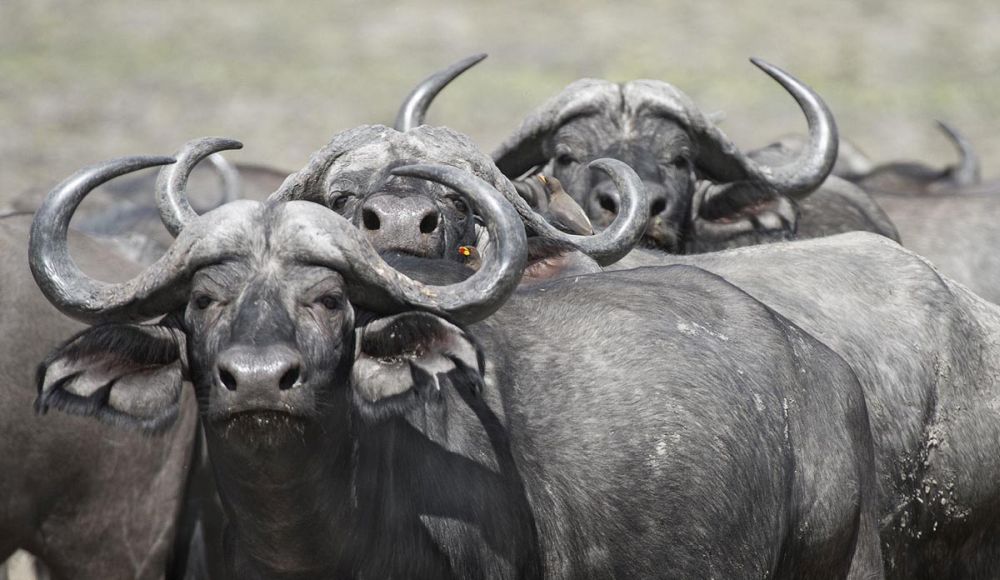 Cape Buffalos and Friend