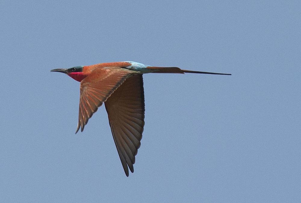 Carmine Bee Eater
