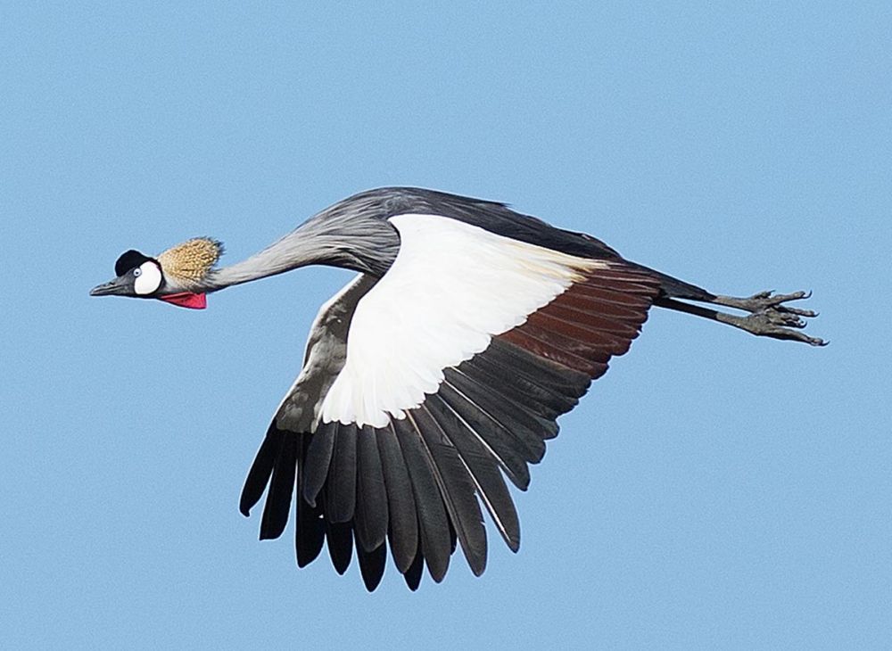 Crested Crane