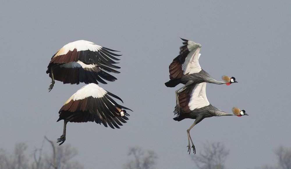 Crested Cranes