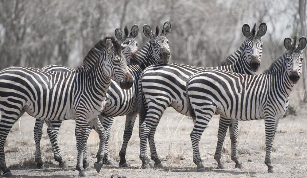 Curious Zebras