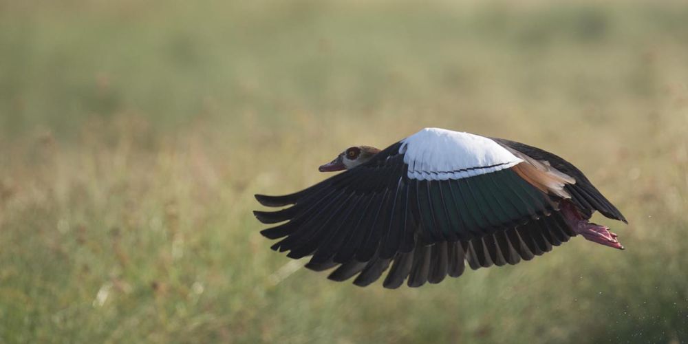 Egypian Goose