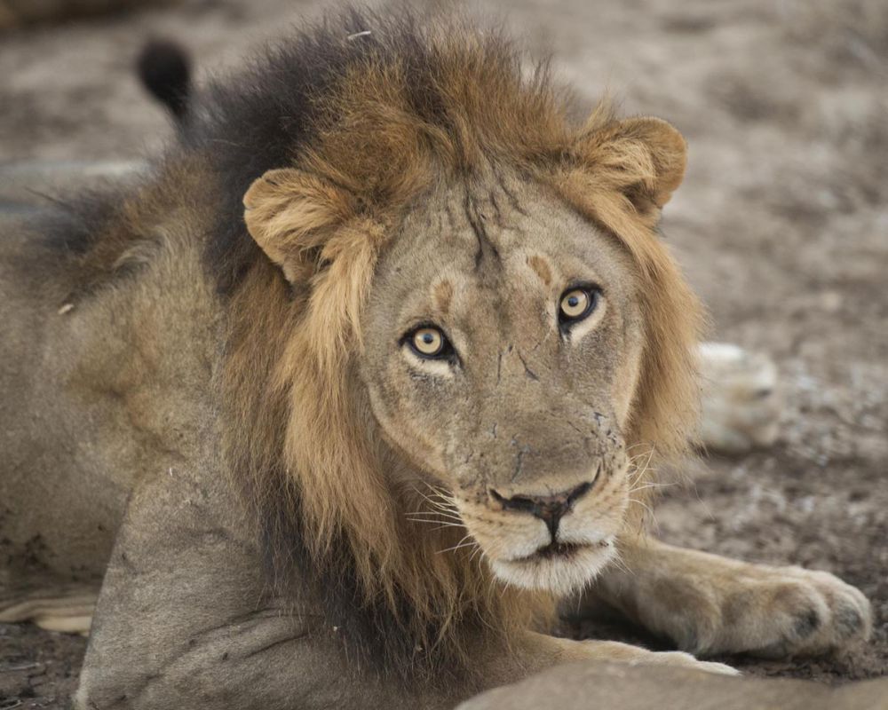 Eyes of a Lion