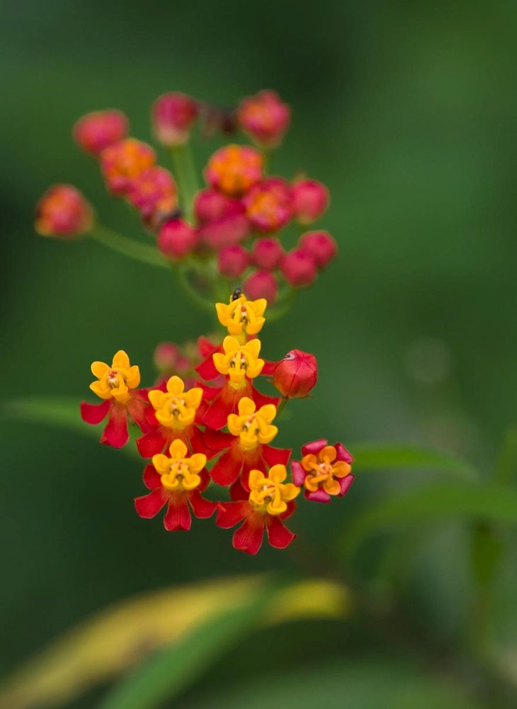 Flowers from Guatemala