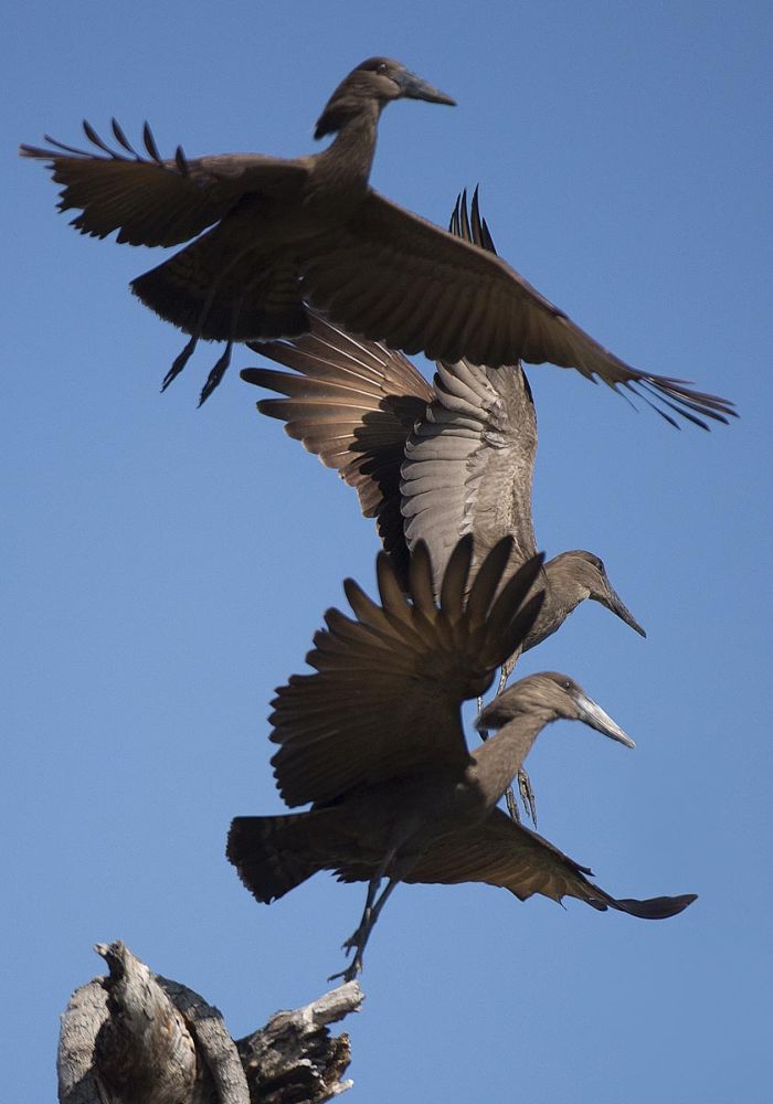 Hammerkops in flight