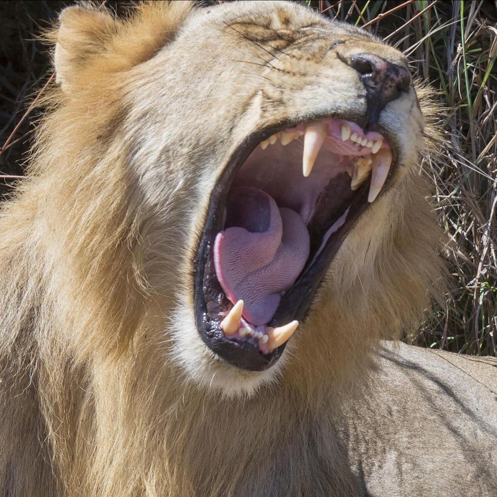 King of the Beasts