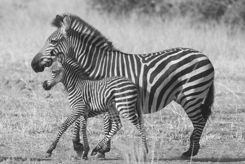 Mother and New Born