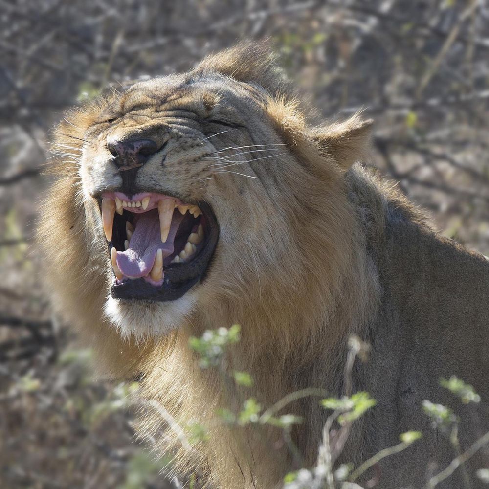 Teeth