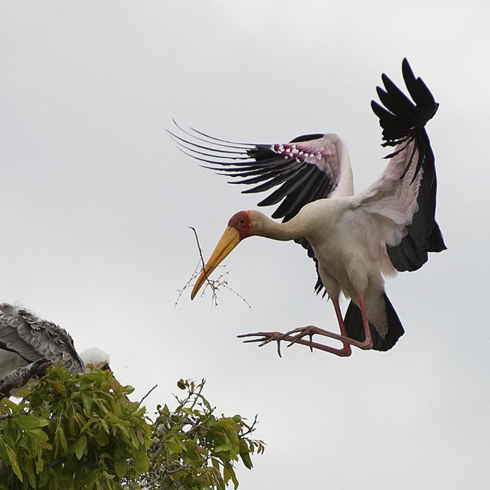 Yellow Billed Stork Nest Build