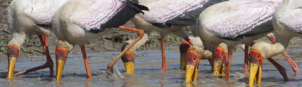 Yellow Billed Storks Fishing