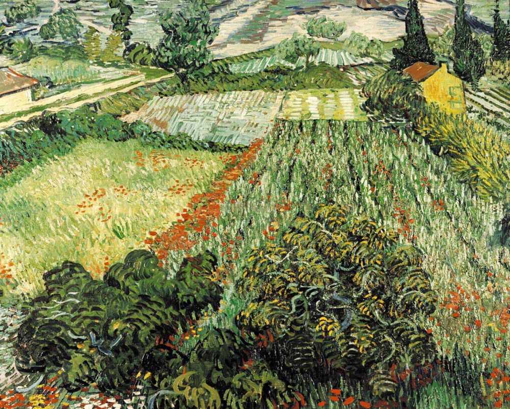Feld mit Mohnblumen
